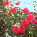 червени рози