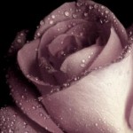 Рози с цвят „Пепел от рози“