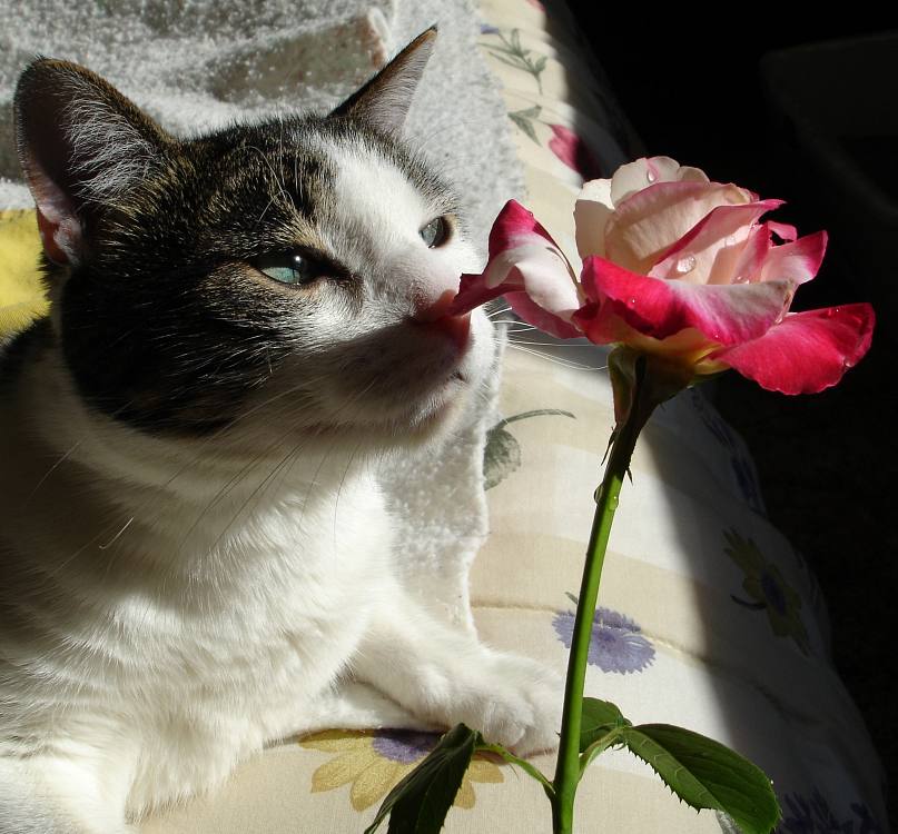 http://www.rozite.info/wp-content/uploads/2013/02/Cat-Roses.jpg