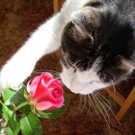 котки и рози