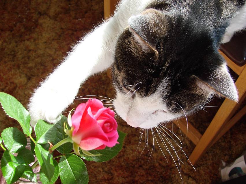 http://www.rozite.info/wp-content/uploads/2013/02/Cat-and-Rose.jpg