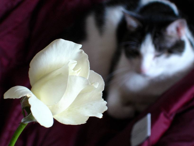 http://www.rozite.info/wp-content/uploads/2013/02/Cats-and-Roses.jpg