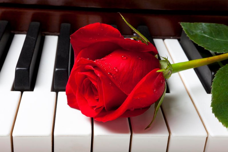 Музика за розите